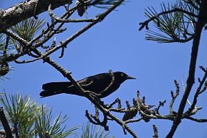 Grackle, Common, 2025-05037302 Parker River NWR, MA